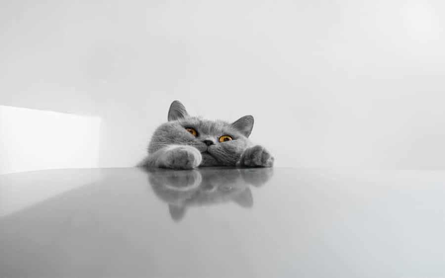 Stay Focused And Cute With This Cat Desktop Wallpaper Wallpaper