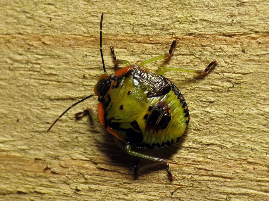 Stink Bug Nymphon Wooden Surface Wallpaper