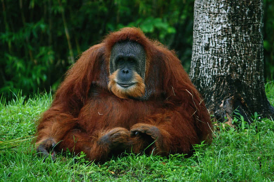 Stocky Body Apes Orangutan Wallpaper