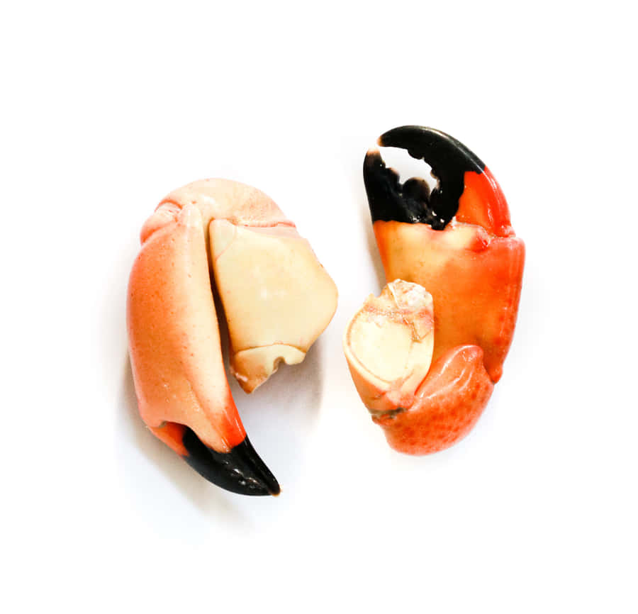 Stone Crab Claws Isolated Wallpaper