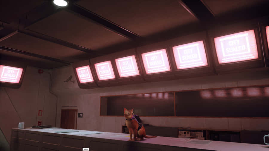 Stray Cat In Control Room Wallpaper