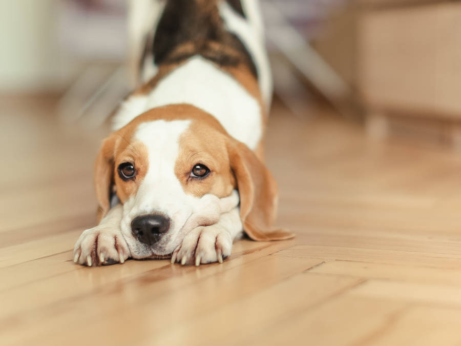 Stretching Beagle Puppy Wallpaper