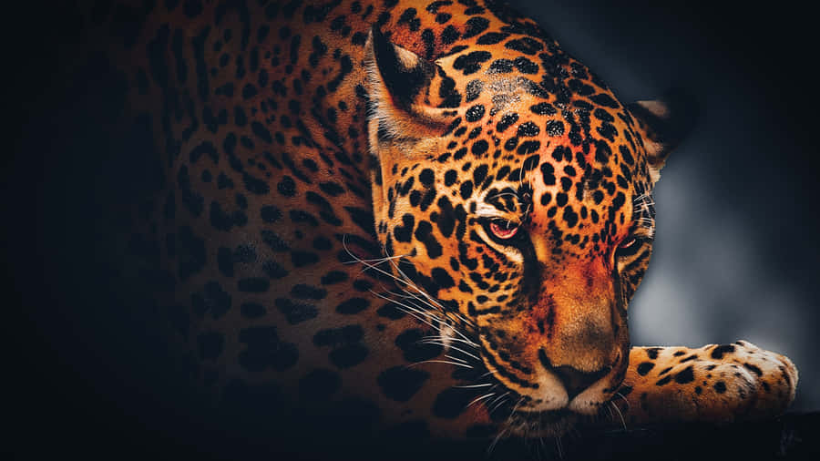 Striking Black Jaguar On The Prowl Wallpaper