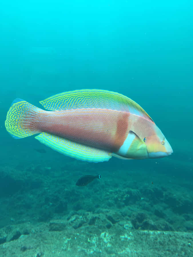 Striking, Colorful Wrasse In Its Natural Habitat Wallpaper