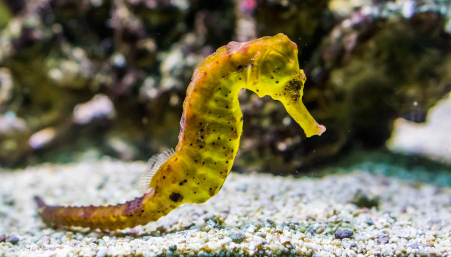 Striking Yellow Seahorse In Detail Wallpaper