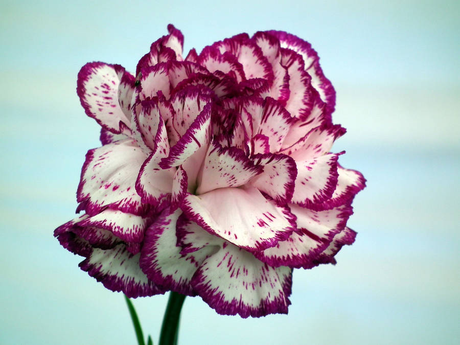 Striped Carnation Flower Wallpaper