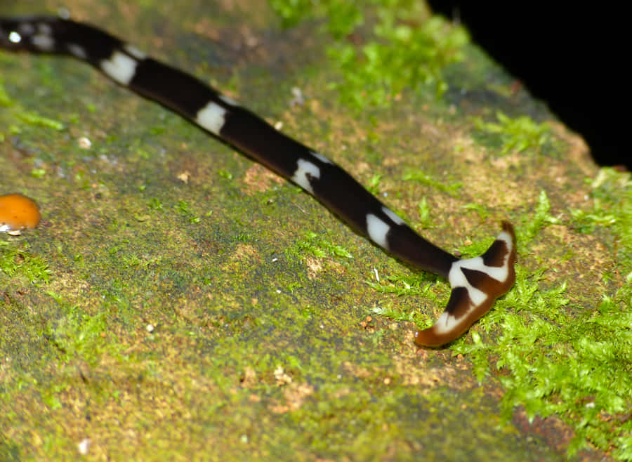 Striped Planarianon Moss Wallpaper