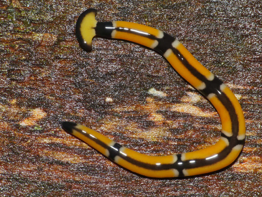 Striped Planarianon Wood Wallpaper