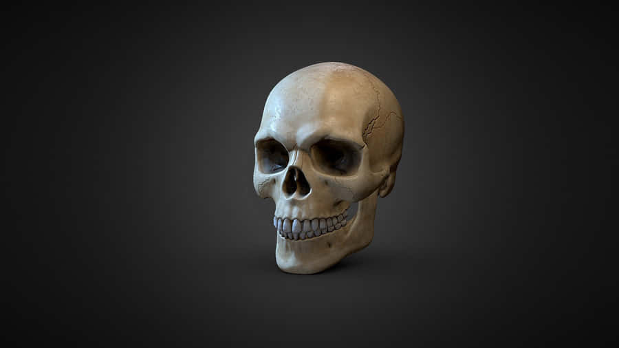 Stunning 3d Skull Wallpaper Wallpaper
