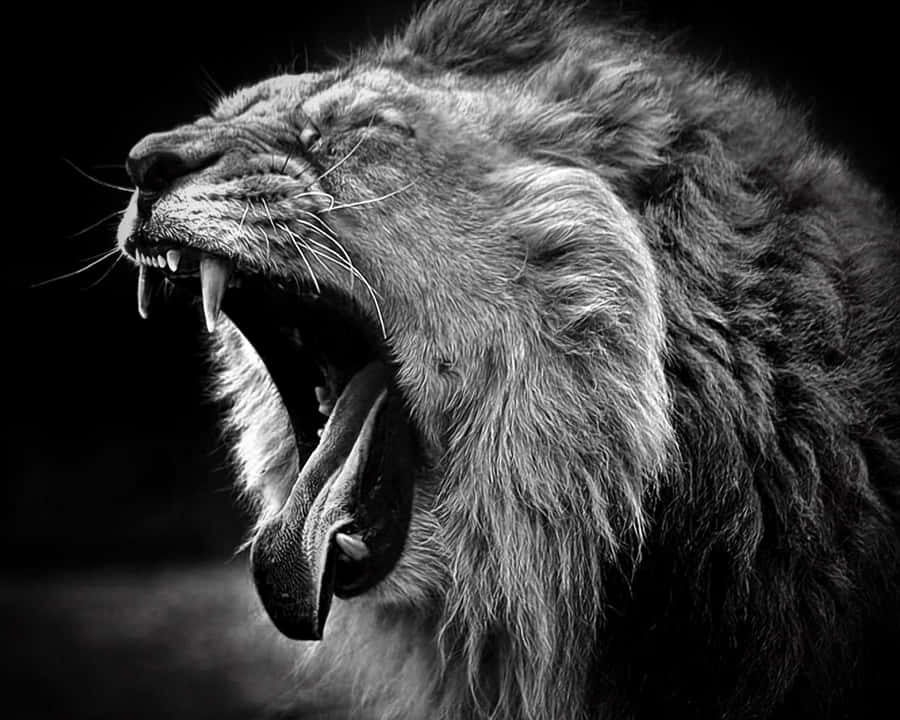 Stunning Black And White Portrait Of A Majestic Lion Wallpaper