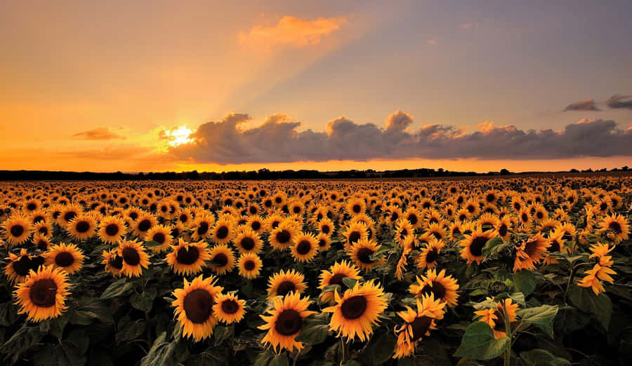 Stunning Blooming Flowers Amid Lush Landscape Wallpaper