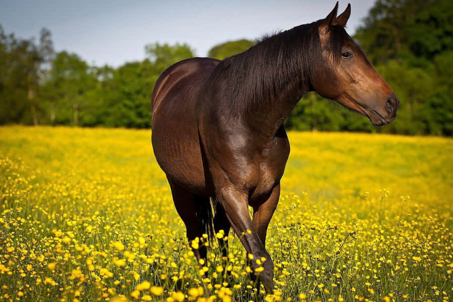Stunning Brown Horse Galloping Across The Landscape Wallpaper
