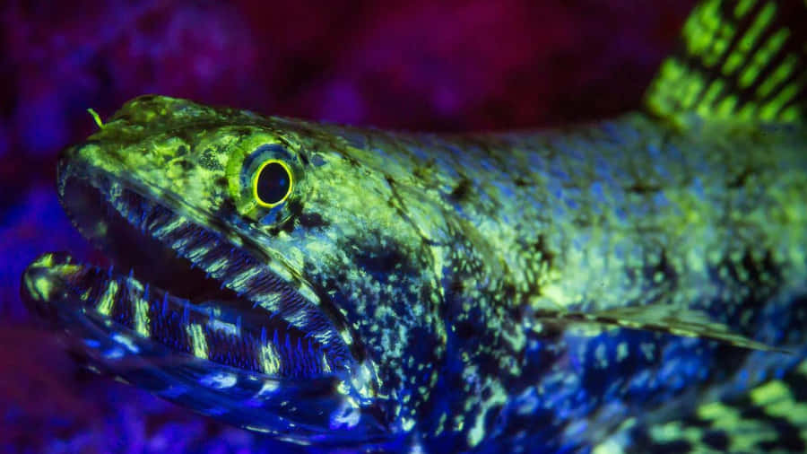 Stunning Close-up Of A Lizardfish Wallpaper