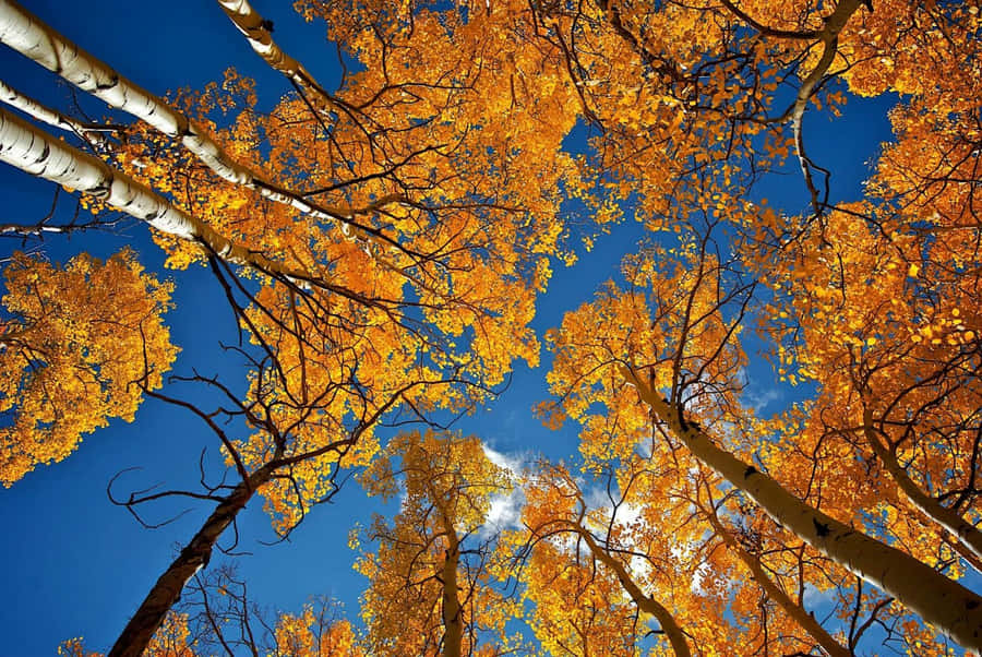 Stunning Fall Landscape At Sunset Wallpaper