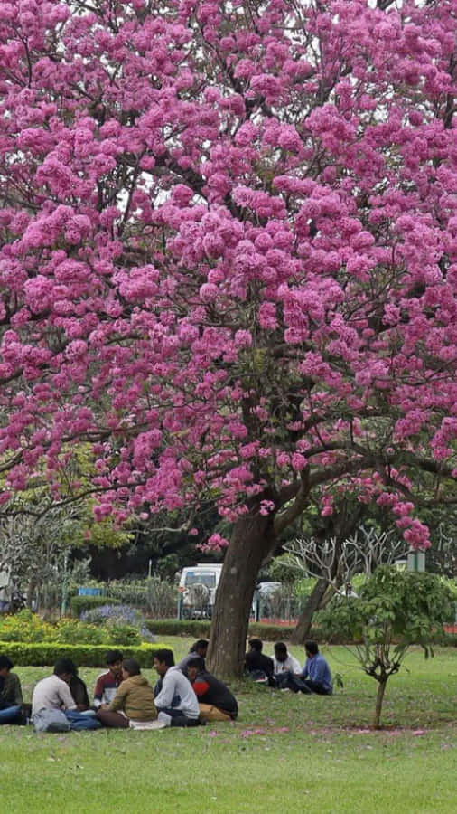 Stunning Flower Tree In Full Bloom Wallpaper