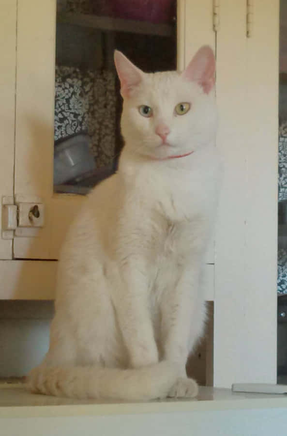 Stunning Khao Manee Cat Lounging Comfortably Wallpaper