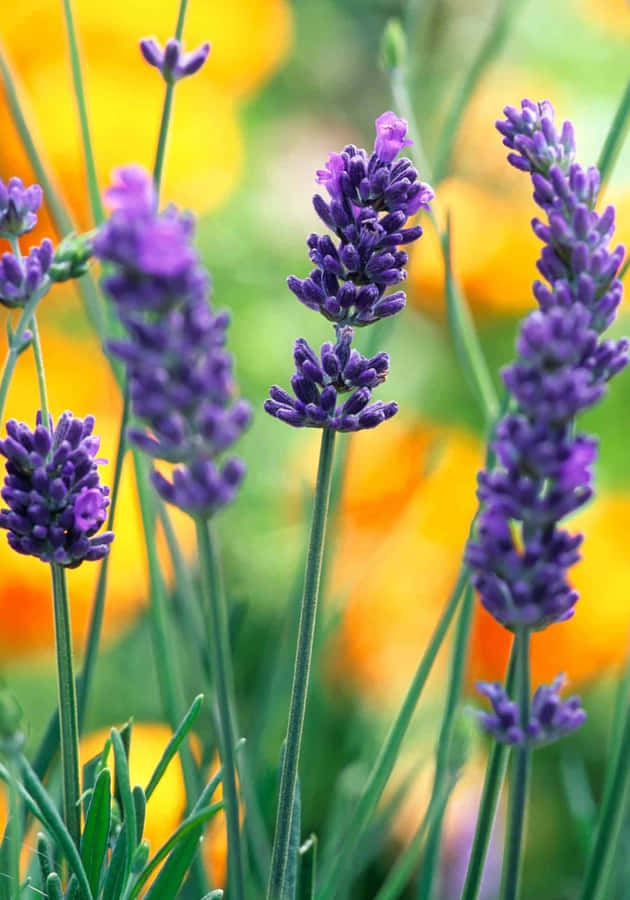 Stunning Lavender Fields Under The Blue Sky Wallpaper
