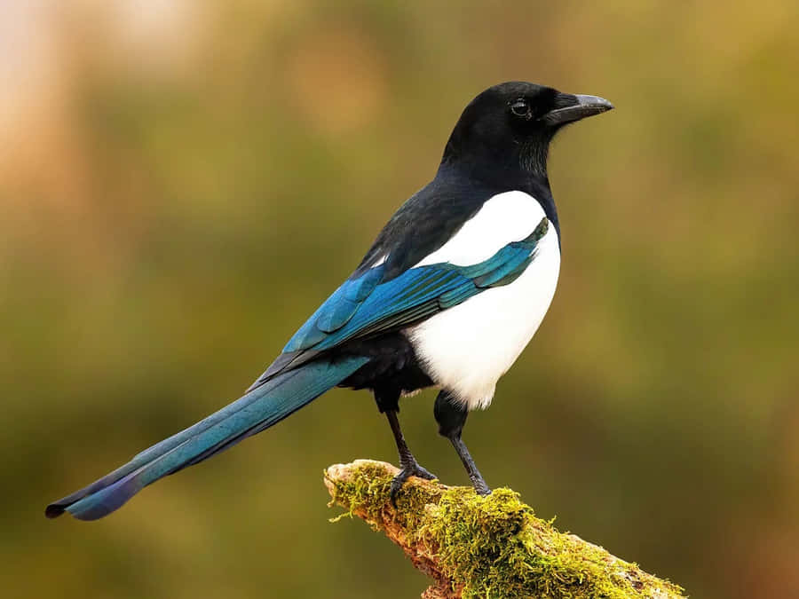 Stunning Magpie Perched On A Branch Wallpaper