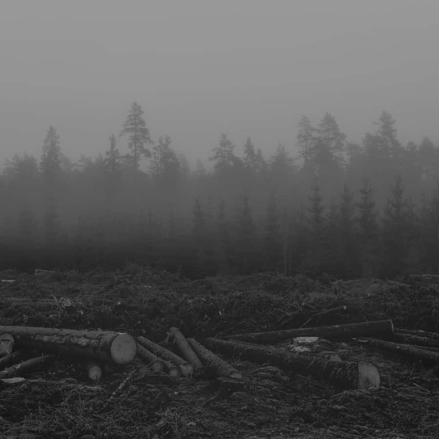 Stunning Monochromatic Landscape Wallpaper