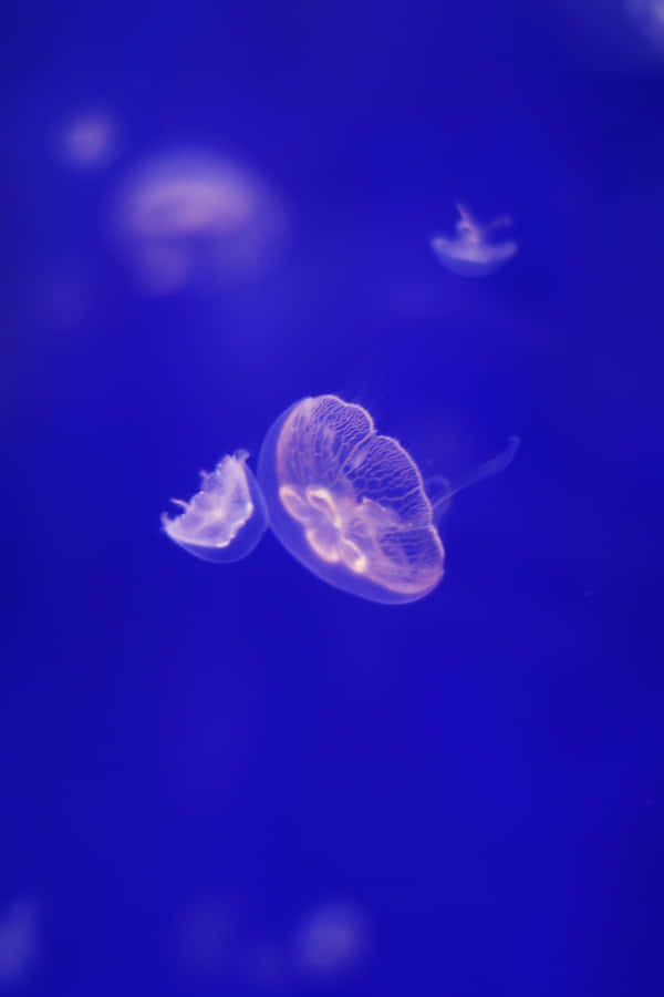 Stunning Moon Jelly In Open Waters Wallpaper