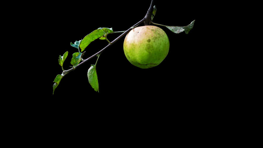 Stunning Oled Monitor Display Wallpaper