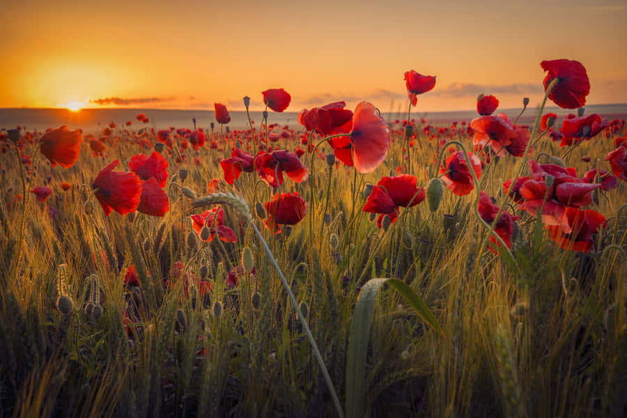 Stunning Poppy Field In Full Bloom Wallpaper
