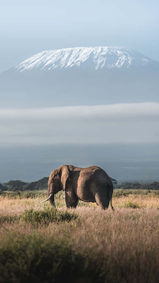 Stunning Portrait Of Mount Kilimanjaro With An Elephant Wallpaper
