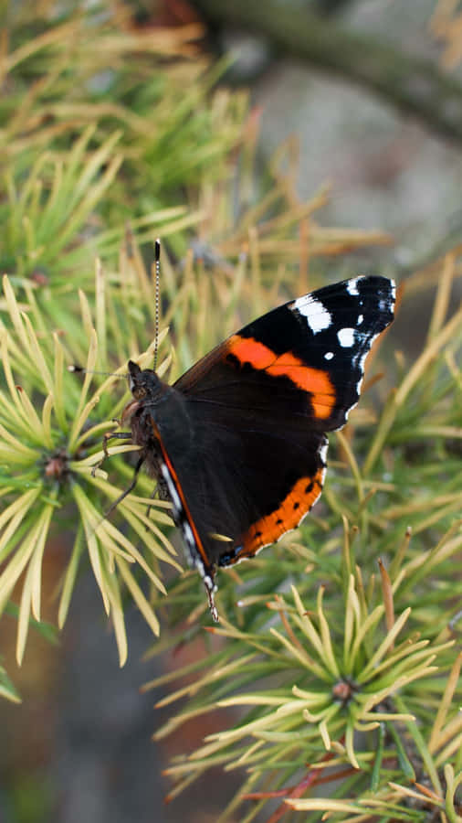 Stunning Red Admiral Butterfly On A Flower Wallpaper