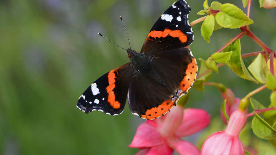 Stunning Red Admiral Butterfly Perched On A Vibrant Flower Wallpaper