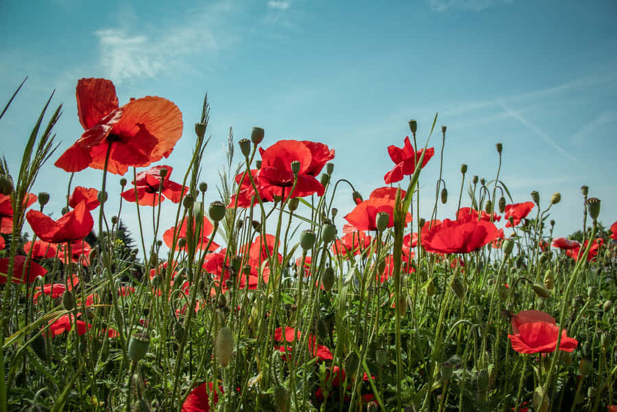 Stunning Red Poppy Field In Full Bloom Wallpaper