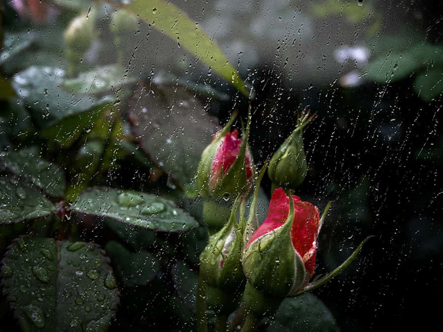 Stunning Rose Drenched In Raindrops Wallpaper