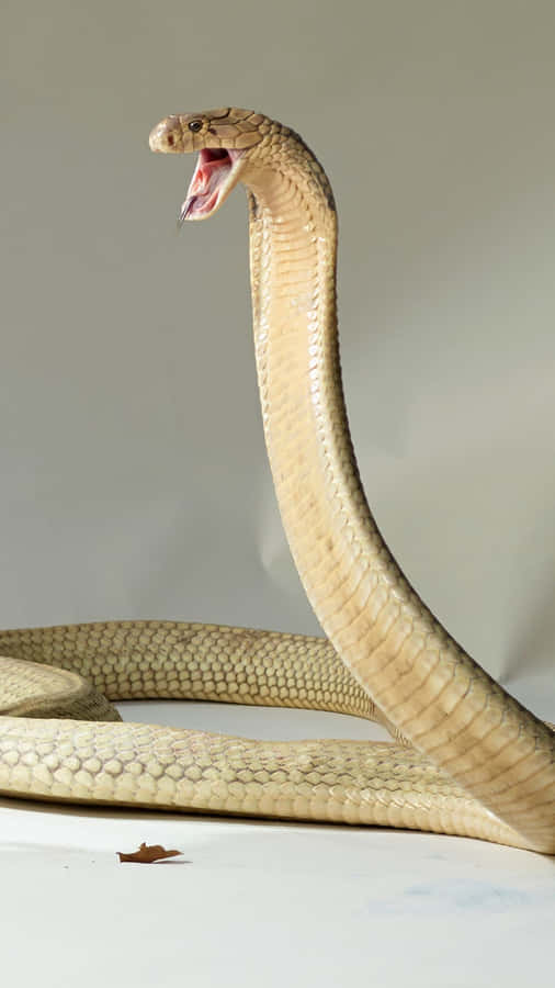 Stunning Shades Of Blue On This Uniquely Cool Snake Wallpaper