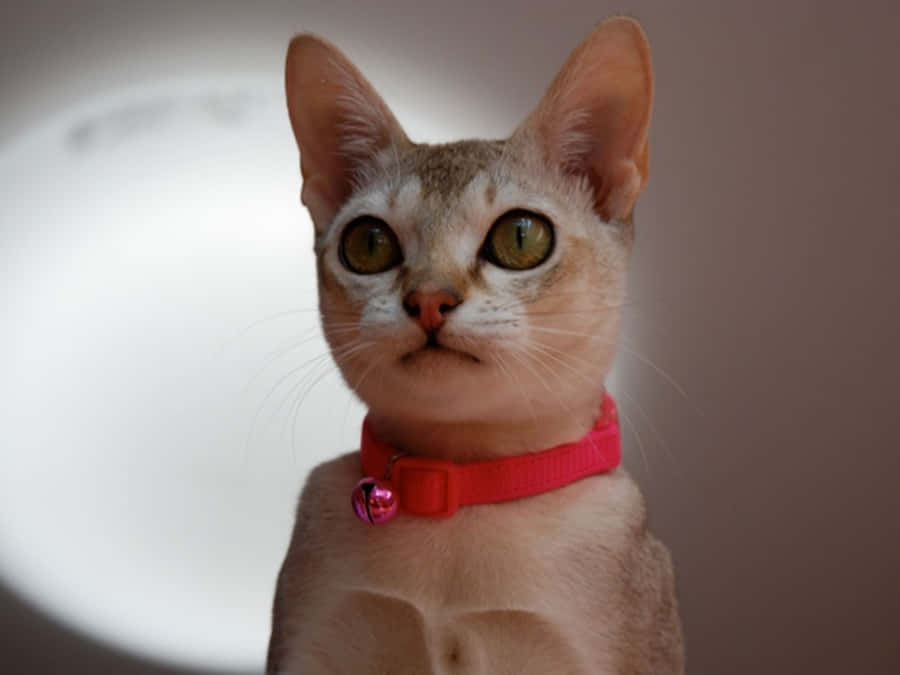 Stunning Skyline Of Singapore At Dusk Wallpaper