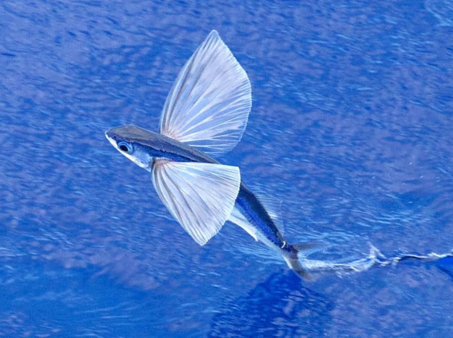 Stunning Snapshot Of A Soaring Flying Fish Wallpaper