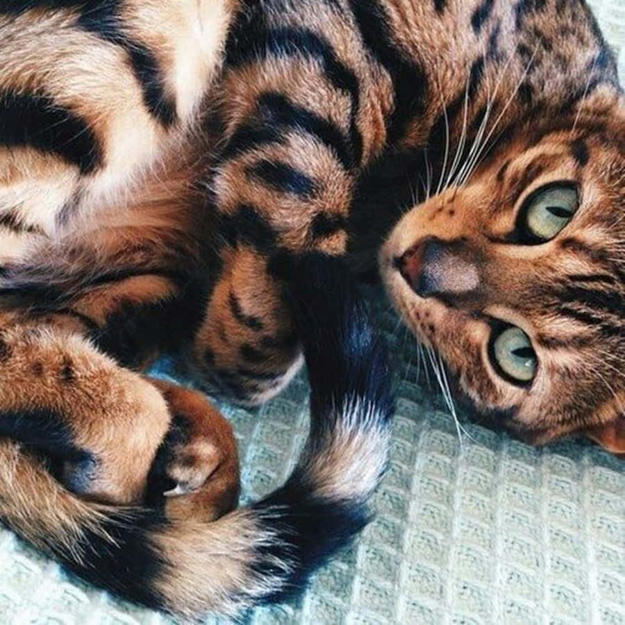 Stunning Toyger Cat Lounging In Sunlight Wallpaper