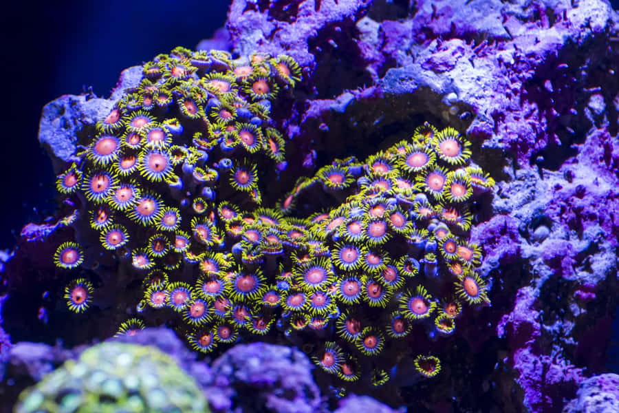 Stunning Vibrance - A Close-up View Of A Zoanthid Coral Cluster Wallpaper