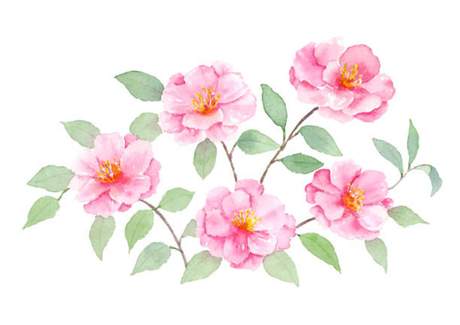 Stunning View Of A Blooming Camellia Sasanqua Wallpaper