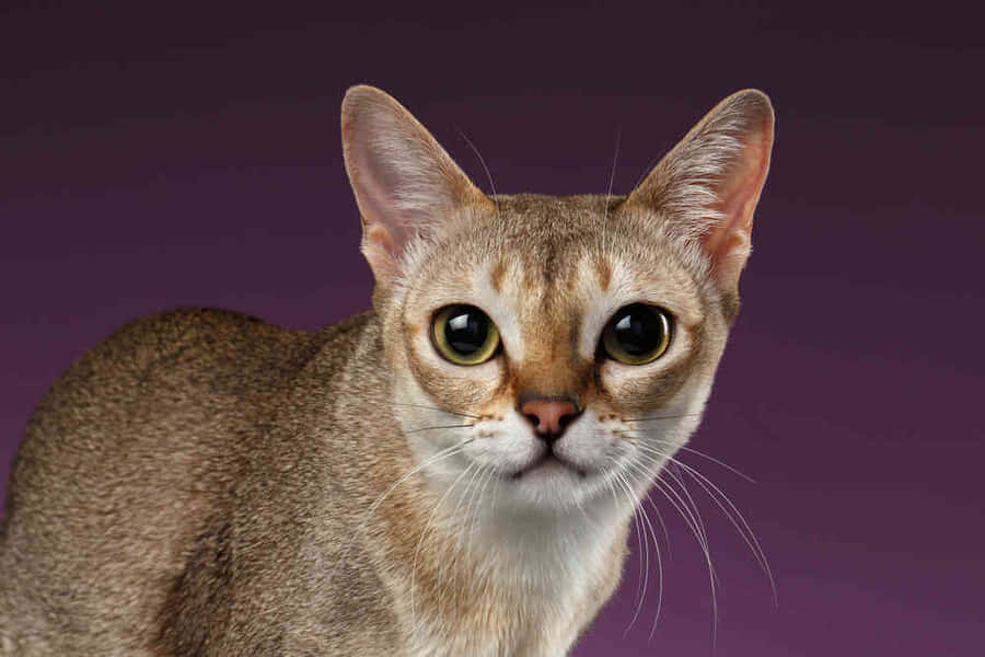 Stunning View Of The Vibrant Singapore Skyline At Dusk Wallpaper