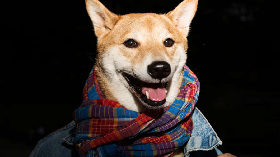 Stylish Shiba Inu With Scarf.jpg Wallpaper