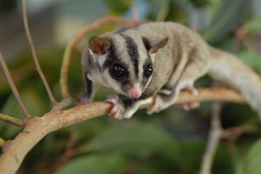 Sugar Glider On Twig Wallpaper