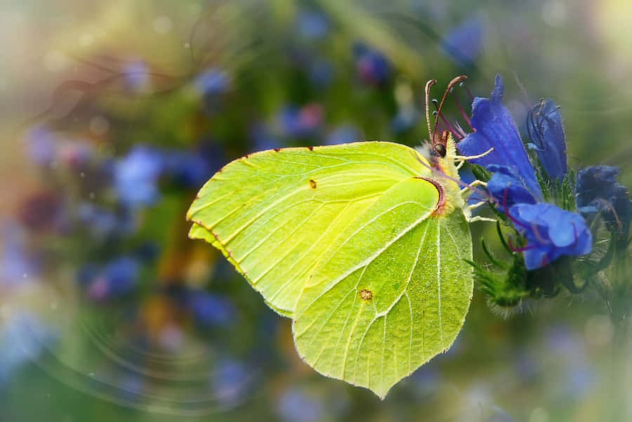 Sulphur Butterflyon Blue Flower Wallpaper