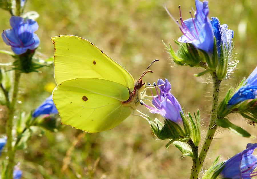 Sulphur Butterflyon Blue Flowers Wallpaper
