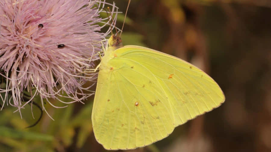 Sulphur Butterflyon Pink Flower Wallpaper
