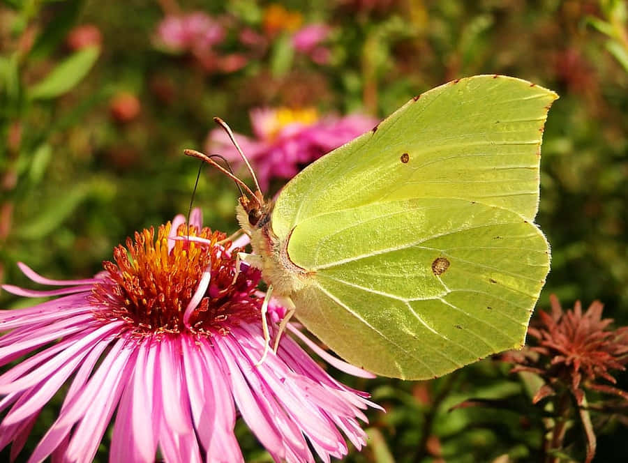 Sulphur Butterflyon Pink Flower Wallpaper