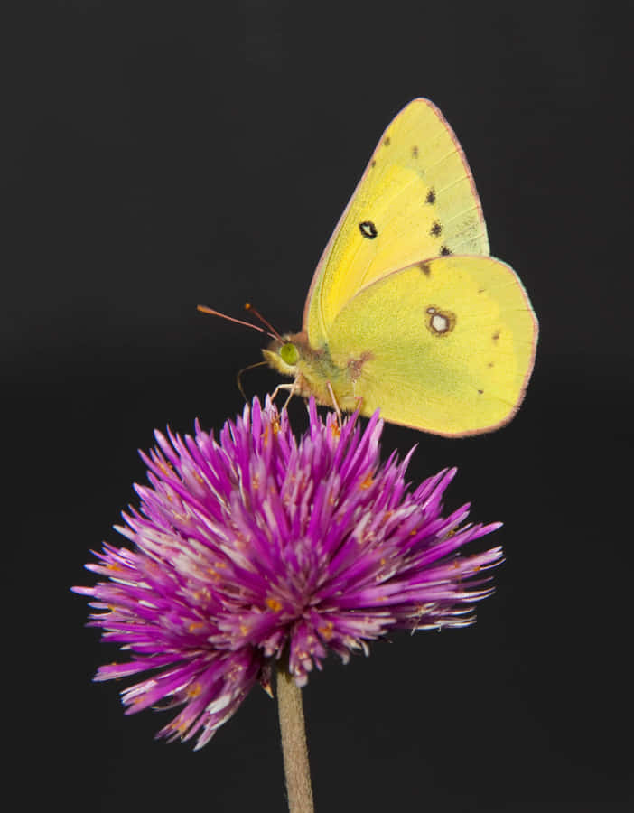 Sulphur Butterflyon Purple Flower Wallpaper