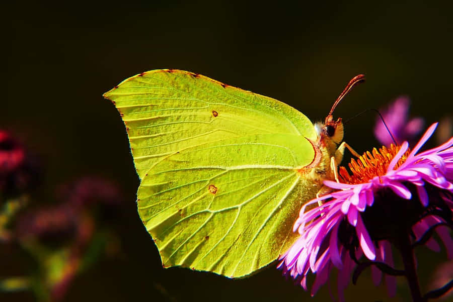 Sulphur Butterflyon Purple Flower Wallpaper