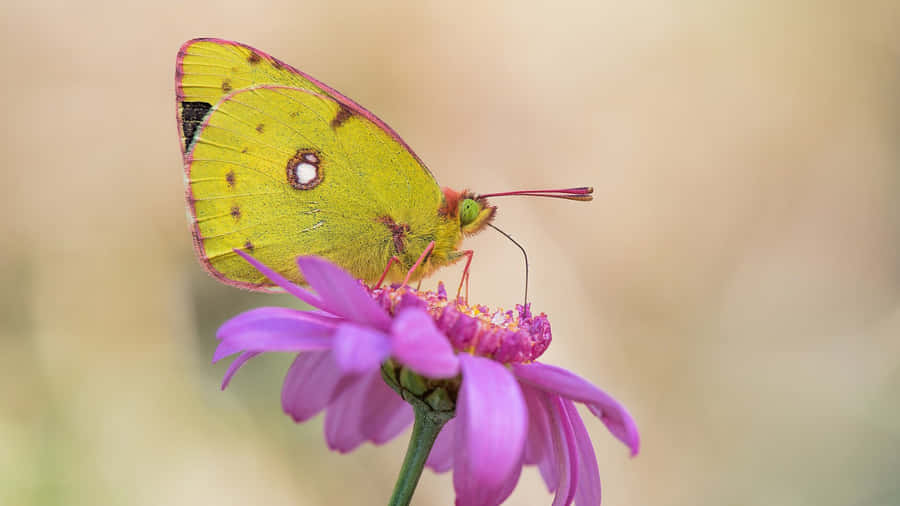 Sulphur Butterflyon Purple Flower.jpg Wallpaper