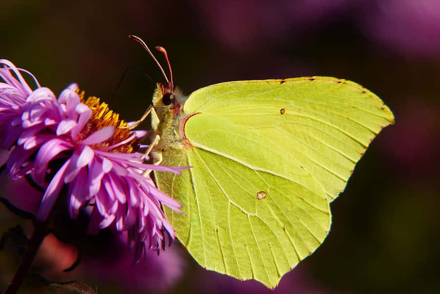 Sulphur Butterflyon Purple Flower Wallpaper