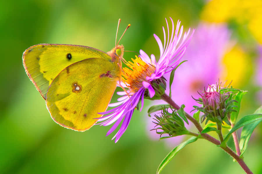Sulphur Butterflyon Purple Flower Wallpaper