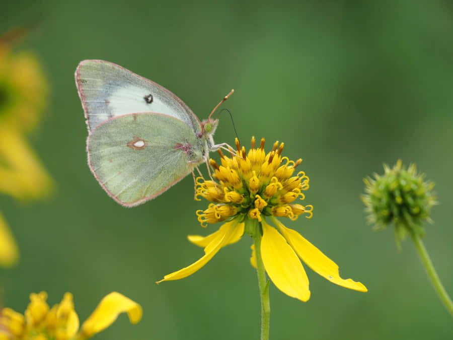 Sulphur Butterflyon Yellow Flower Wallpaper